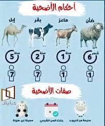 اضحيه عيد الاضحي 