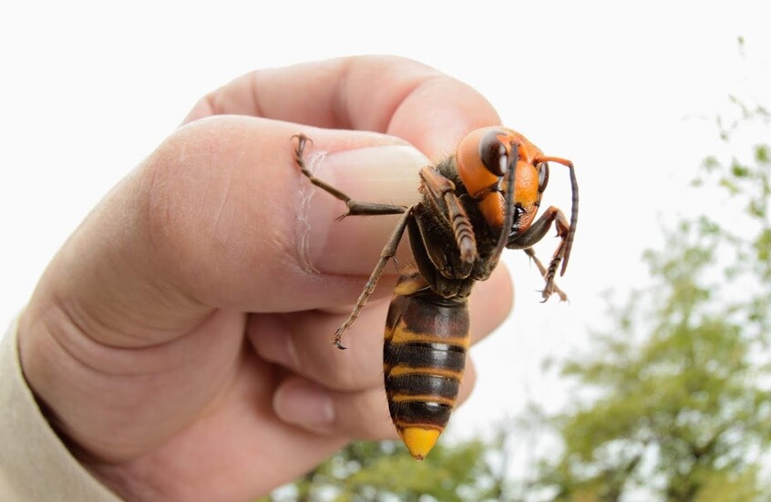 اكتشاف عش دبابير نووي في أمريكا 