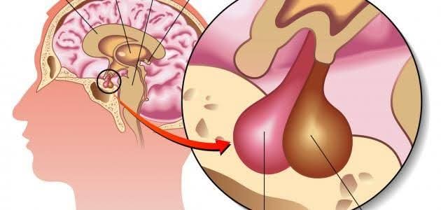 الغدة النخامية: القائد الصغير لجسمك