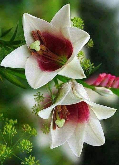 كفوف الراح الملآنة 