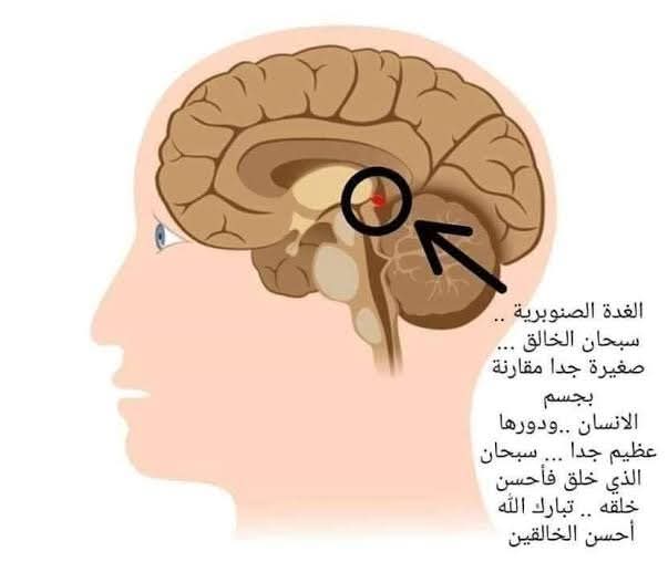 كبسولة طبية