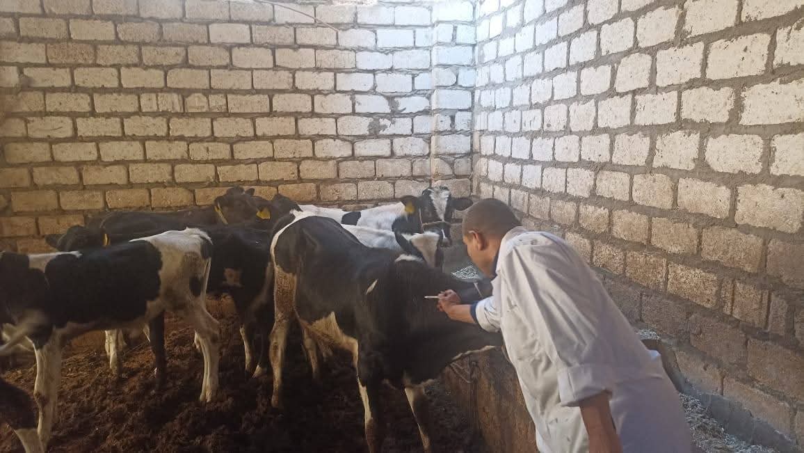 محافظ المنيا تحصين 167 ألف رأس ماشية ضمن الحملة القومية ضد حمى الوادي المتصدع والحمى القلاعية