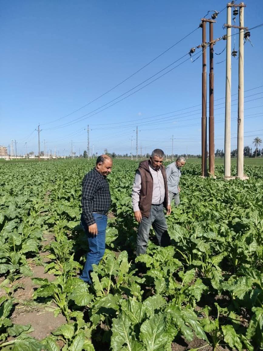 مديرية الزراعة بالشرقية تواصل جهودها لتعزيز الإنتاجية الزراعية وتحقيق الأمن الغذائي