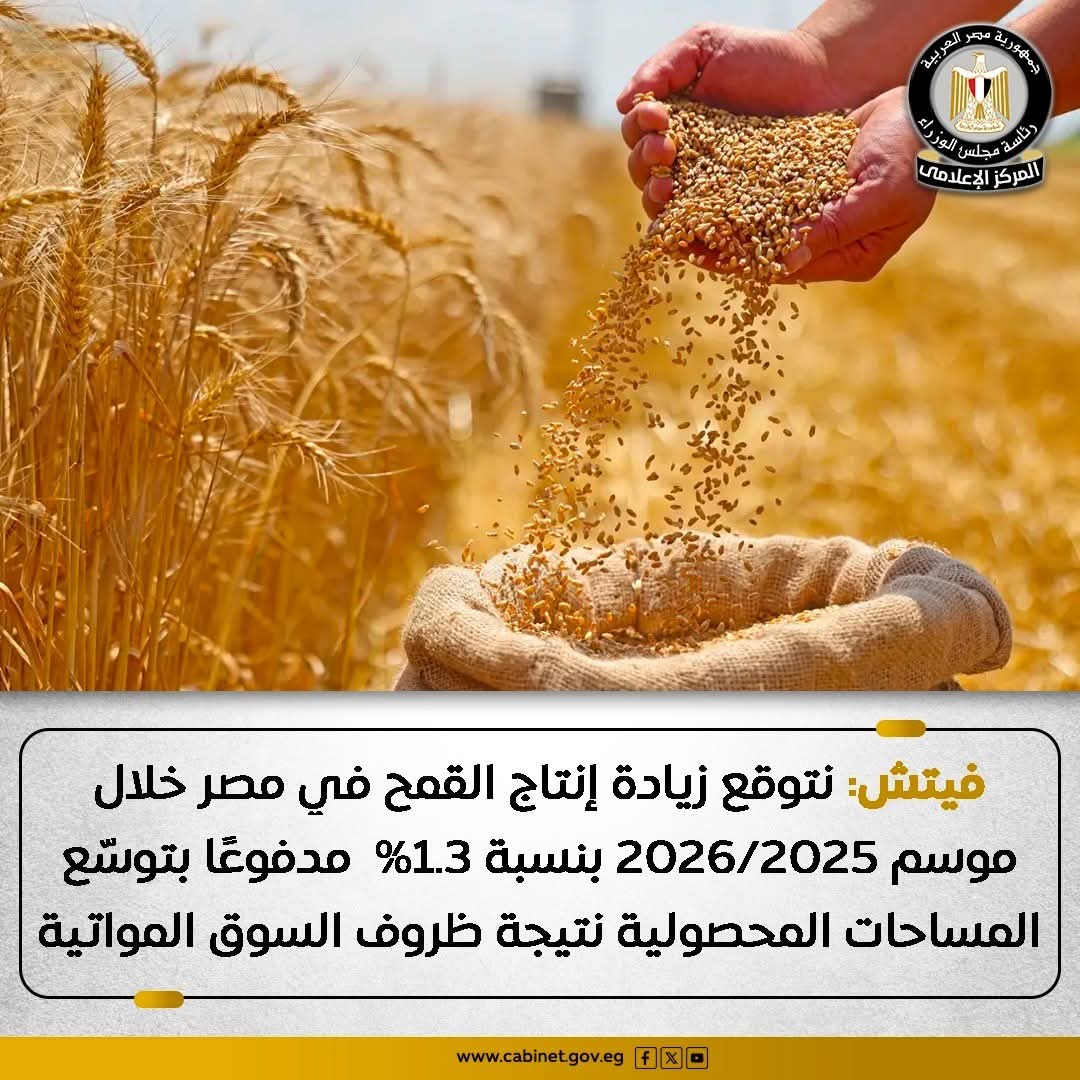 نموًا متوقعًا بنسبة تصل إلى 1.3% سيشهده إنتاج القمح في الموسم المقبل، وفقًا لتقديرات مؤسسة فيتش