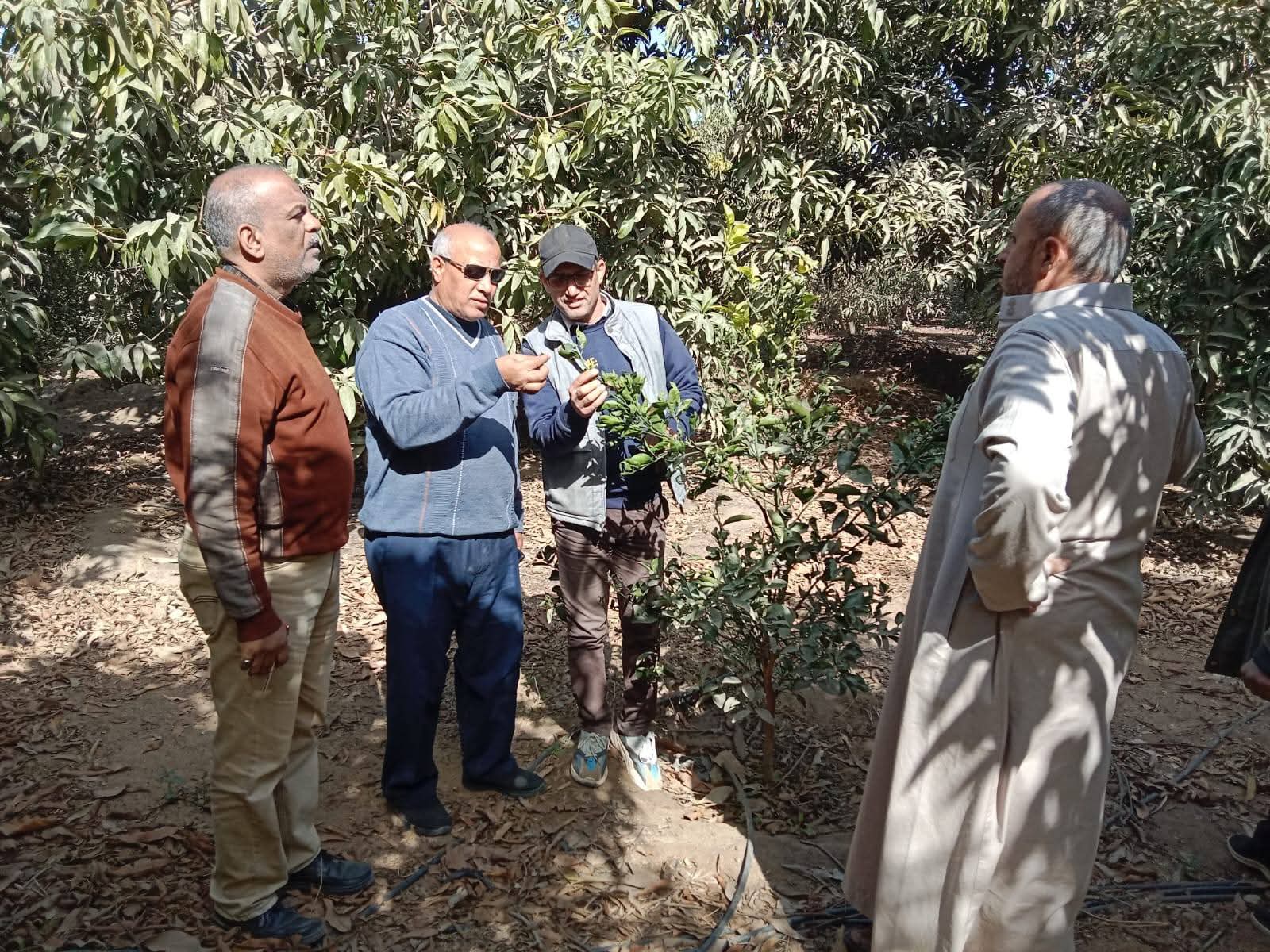 زراعة الإسماعيلية تواصل المتابعة الميدانية لمتابعة حالة المحاصيل وانتظام صرف الأسمدة 