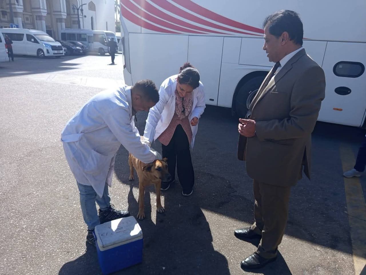 الزراعة تواصل جهود التحصين والتعقيم  أكثر من 2700 كلب حر منذ بداية يناير وحملة نوعية بالمناطق الأثرية في الأقصر 