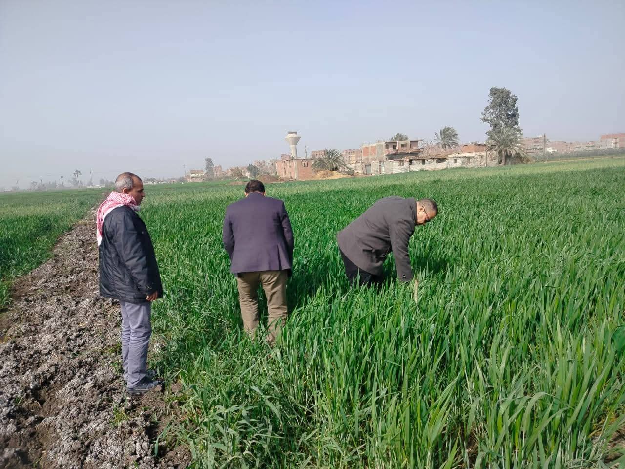 بتوجيهات من "فاروق" "الزراعة" تواصل حملاتها لمتابعة زراعات القمح ومكافحة الآفات ودعم المزارعين والمرور على سوق المبيدات  
