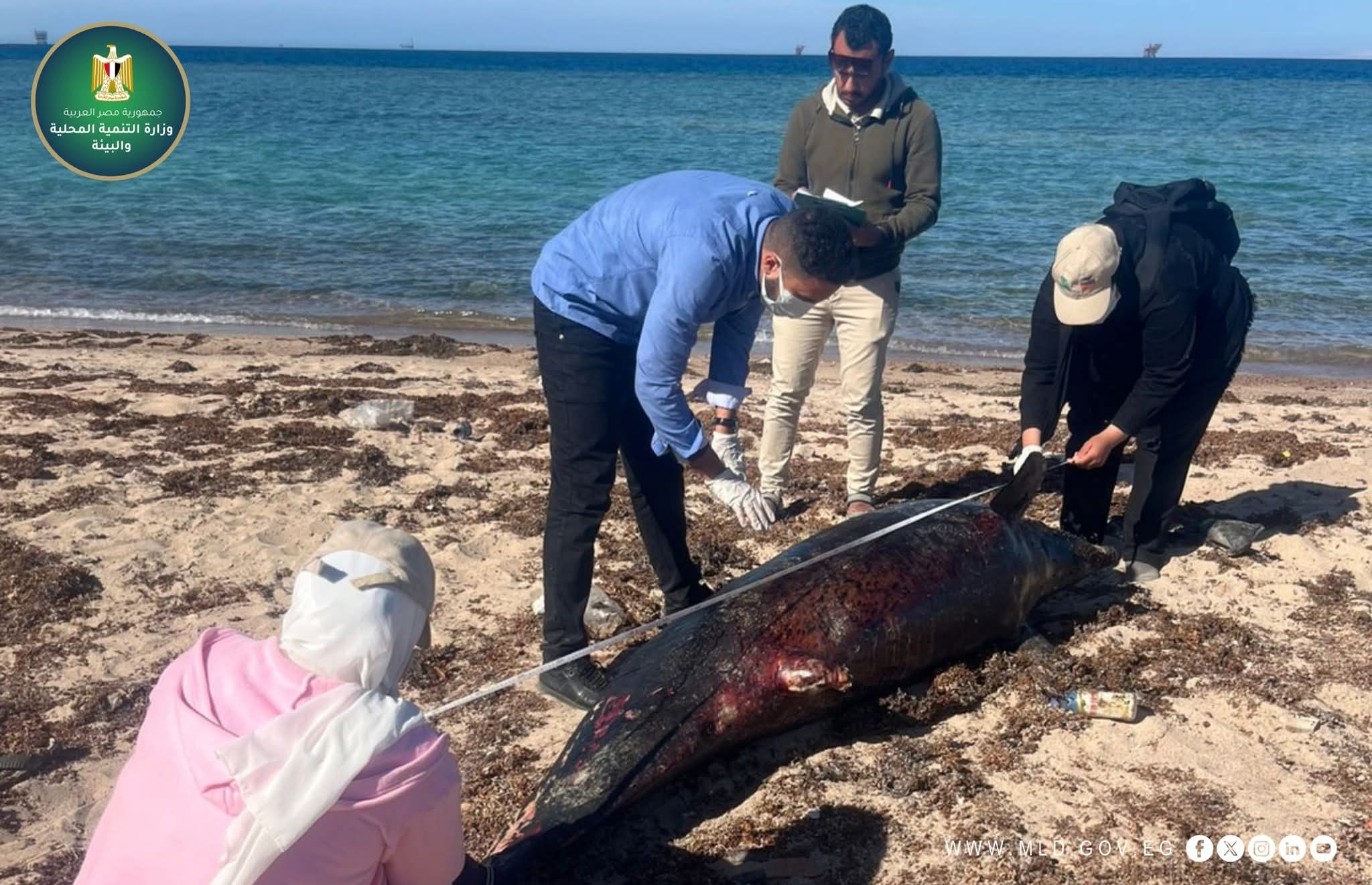 وزيرة التنمية المحلية والبيئة توجه بالدفن الآمن لـ "درفيل نافق" بمدينة رأس غارب وفقاً للاشتراطات البيئية