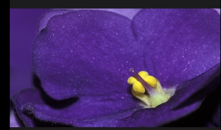 لماذا لا يوجد اللون البنفسجي في الطيف