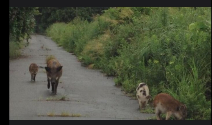 بعد 15 عاما على كارثة فوكوشيما علماء يفكون لغز الخنازير الهجينة المشعة