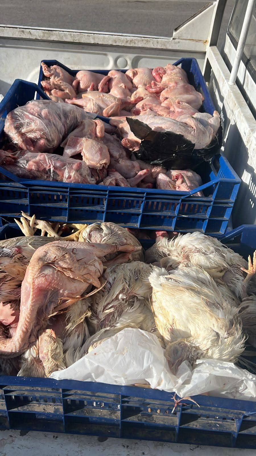 محافظة الجيزة تضبط 42 طنًا من مصنعات اللحوم والأحشاء والرؤوس الحيوانية والدواجن الفاسدة