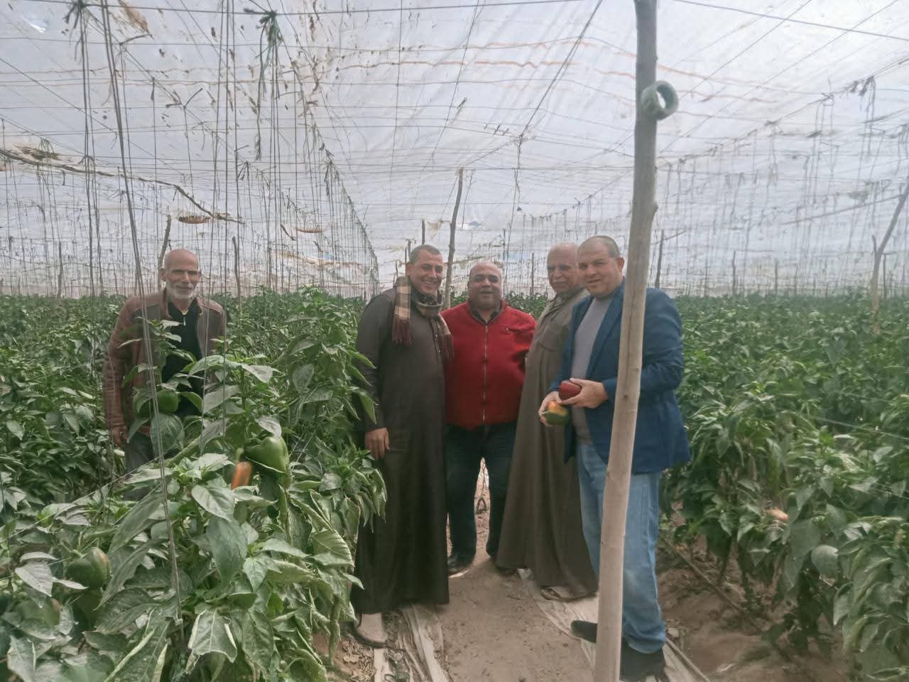 الزراعة" تكثف جولاتها الميدانية لمتابعة الصوب الزراعية ودعم مزارعي الخضر والفاكهة بـ "الجيزة والبحيرة والنوبارية"