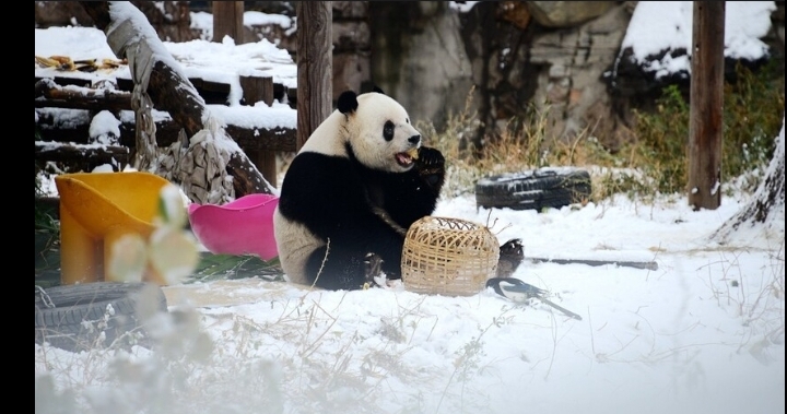 منغ لان الصيني واليوم العالمي للباندا: رمزية الحماية وقصة الكنز الوطني
