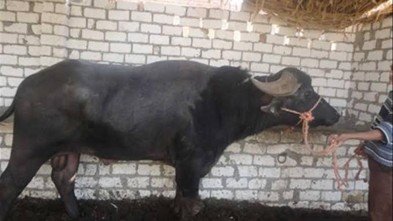 تحويل المخلفات العضوية إلى غاز حيوي..  "حياة كريمة" تدفع قرية نهطاي بالغربية نحو الطاقة النظيفة عبر إنشاء وحدة "بيوجاز"