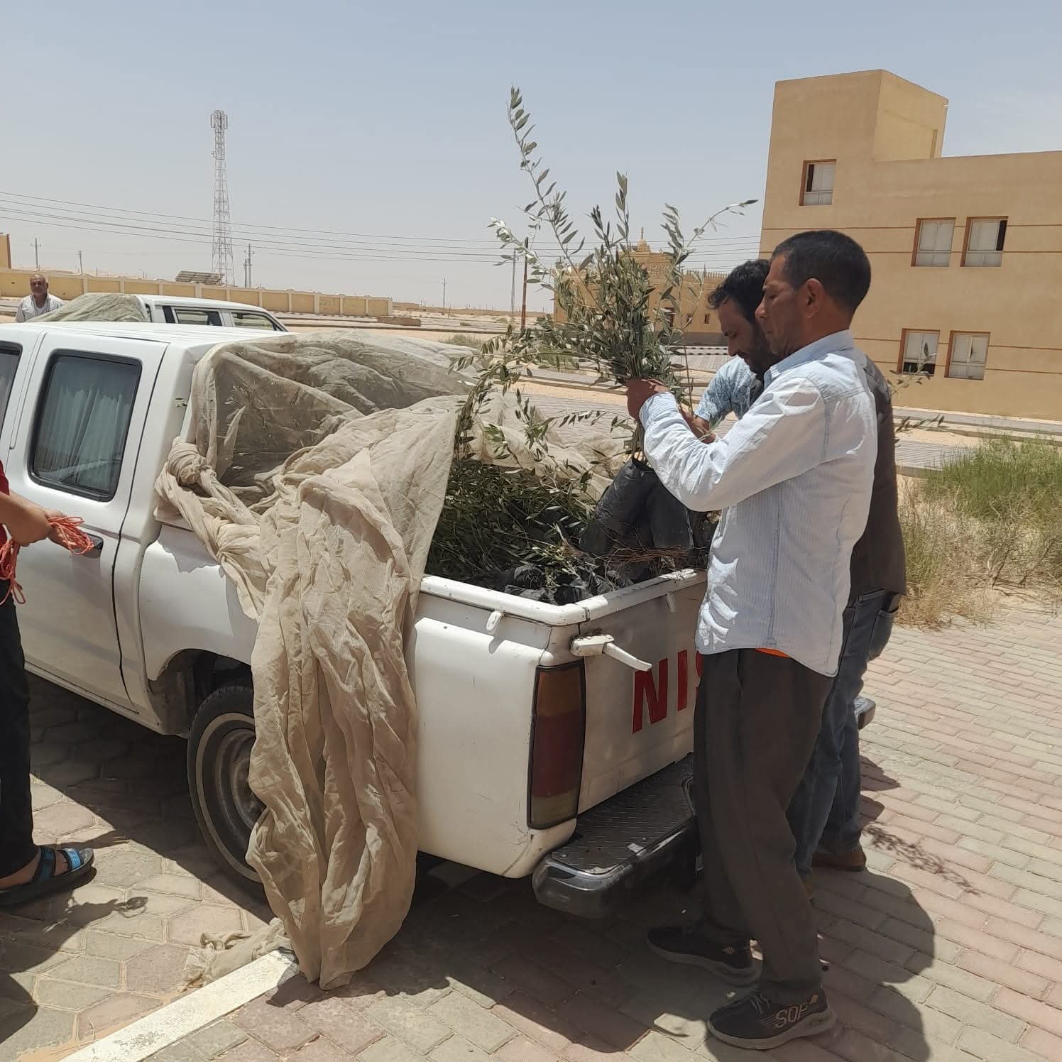 محافظ جنوب سيناء يستجيب سريعًا لمتضرري «تجمع النهايات» برأس سدر ويوجه بتعويضهم بشتلات زيتون